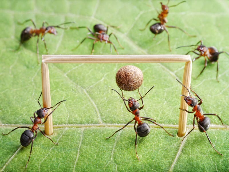 Goal keeper in gate, team of ants play soccer. Goal keeper in gate, team of ants play soccer