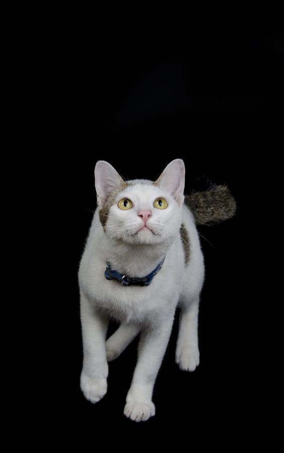 Lo sguardo del gatto e aspetta per saltare fotografia stock Lo sguardo del gatto e aspetta per saltare fotografia stock
