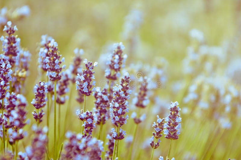 lo è il fiore della lavanda