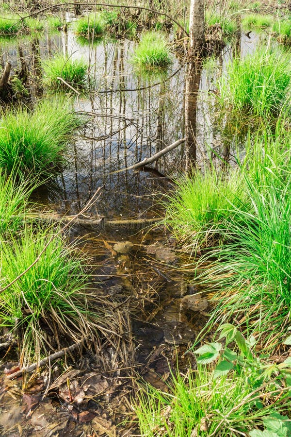 lo stagno nella foresta, nell'acqua i tronchi di albero e del cielo blu è riflesso, sui mazzi coltiva la prima erba della molla fotografie stock lo stagno nella foresta, nell'acqua i tronchi di albero e del cielo blu è riflesso, sui mazzi coltiva la prima erba della molla fotografie stock