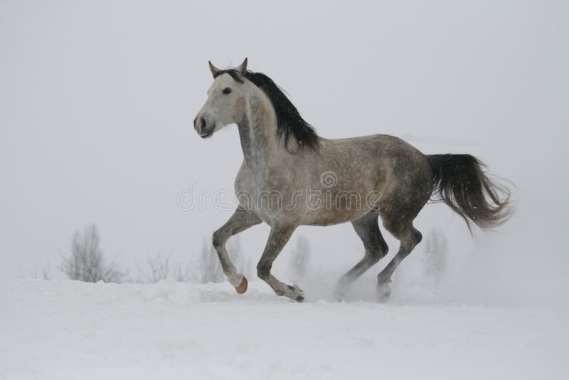 Lo stallone grigio che galoppa sul pendio nella neve Tafani sopra la terra immagini stock libere da diritti Lo stallone grigio che galoppa sul pendio nella neve Tafani sopra la terra immagini stock libere da diritti