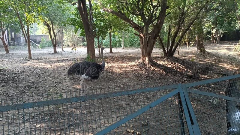 Lo struzzo è diventato il centro dell'attrazione turistica nello zoo di lucknow