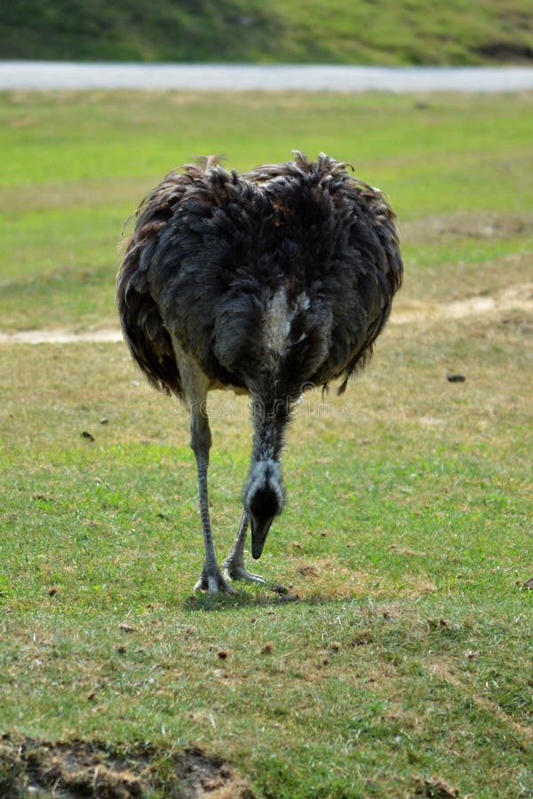 Lo struzzo è un uccello selvaggio che cammina sull'erba verde fotografia stock Lo struzzo è un uccello selvaggio che cammina sull'erba verde fotografia stock