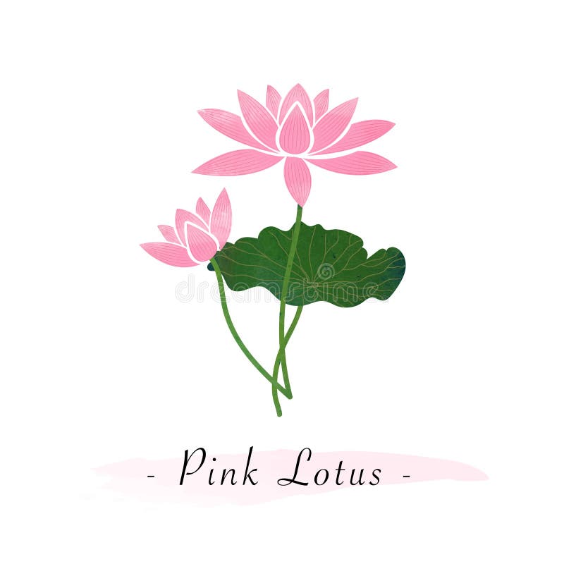 Lo variopinto di rosa del fiore del giardino botanico di vettore di struttura dell'acquerello illustrazione vettoriale Lo variopinto di rosa del fiore del giardino botanico di vettore di struttura dell'acquerello illustrazione vettoriale