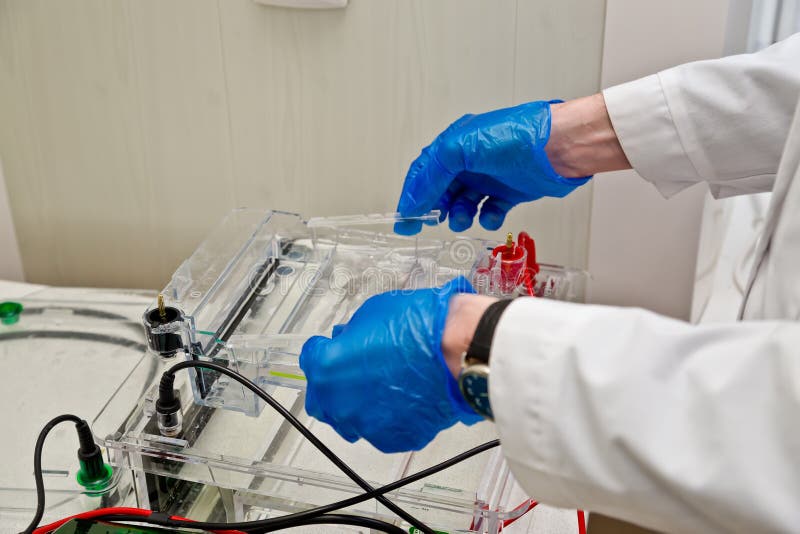 Loading the agarose gel with samples for the separation of DNA fragments for electrophoresis stock images Loading the agarose gel with samples for the separation of DNA fragments for electrophoresis stock images