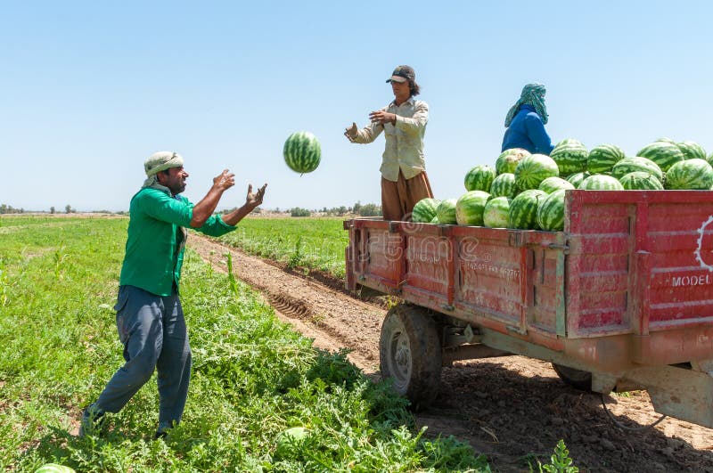 Loading Watermelons on the Tractor Editorial Photo Image of