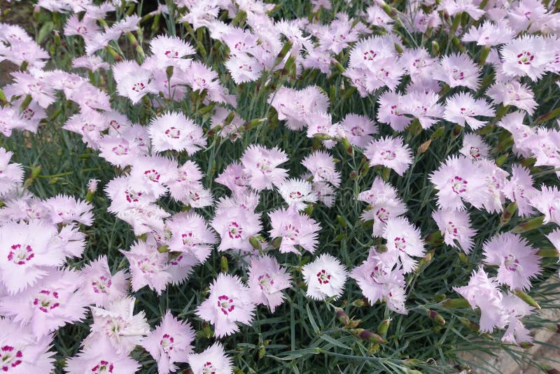 Loads of Light Pink Flowers of Garden Pink Stock Image Image of