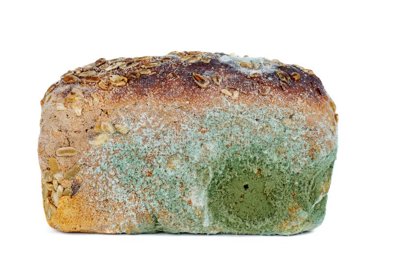 Mold rye bread stock image. Image of salt, common, flour 9580163