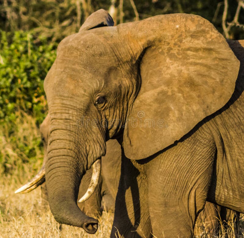 Loan Elephant in Tsavo national park kenya east africa in Tsavo national park kenya east africa. Elephant pointing there trunk at us in Tsavo west national park royalty free stock photography Loan Elephant in Tsavo national park kenya east africa in Tsavo national park kenya east africa. Elephant pointing there trunk at us in Tsavo west national park royalty free stock photography