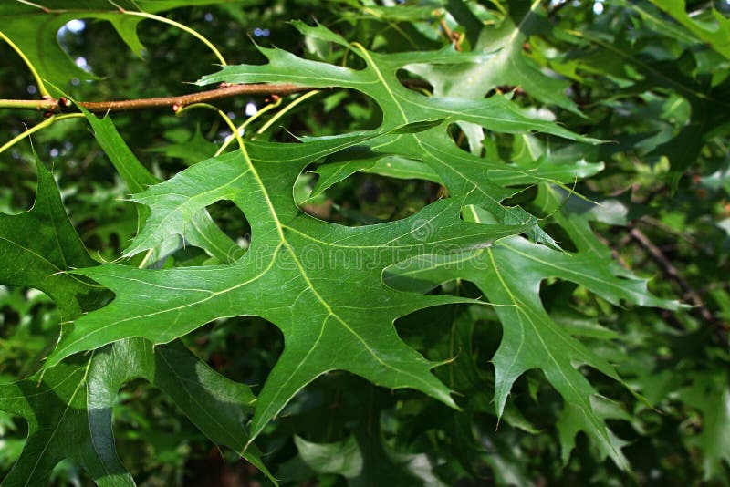 Lobed green summer leaves of Pin Oak tree, also called Spanish Swamp Oak, latin name Quercus Palustris, in afternoon sunshine.