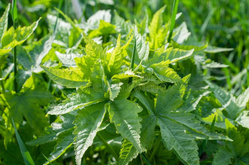 Lobed leaves at a young sida plant