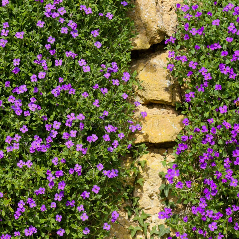 Lobelia Erinus Kleine Purpurrote Magentarote Blumen Stockfoto - Bild ...