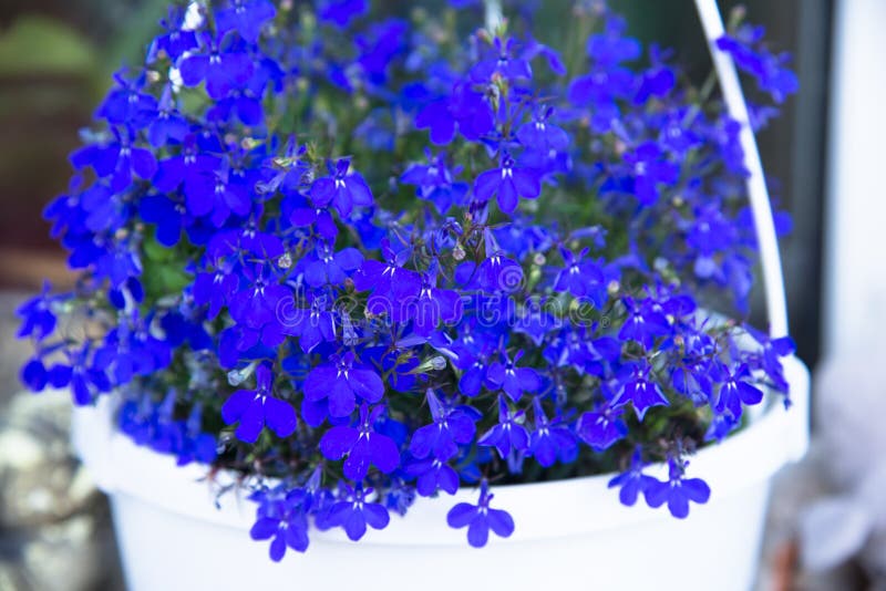 Lobelia (Lobelia erinus) stockfoto. Bild von dekoration - 45463902