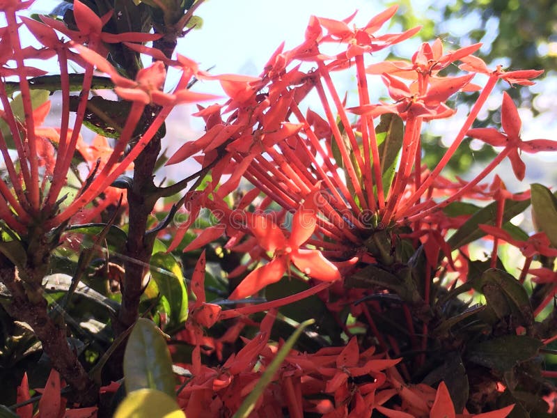 Lobelia ‘Elm Fire royalty free stock images Lobelia ‘Elm Fire royalty free stock images