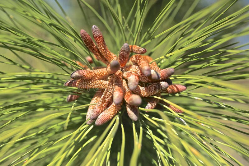 Loblolly pine tree Florida stock image. Image of florida 241137089