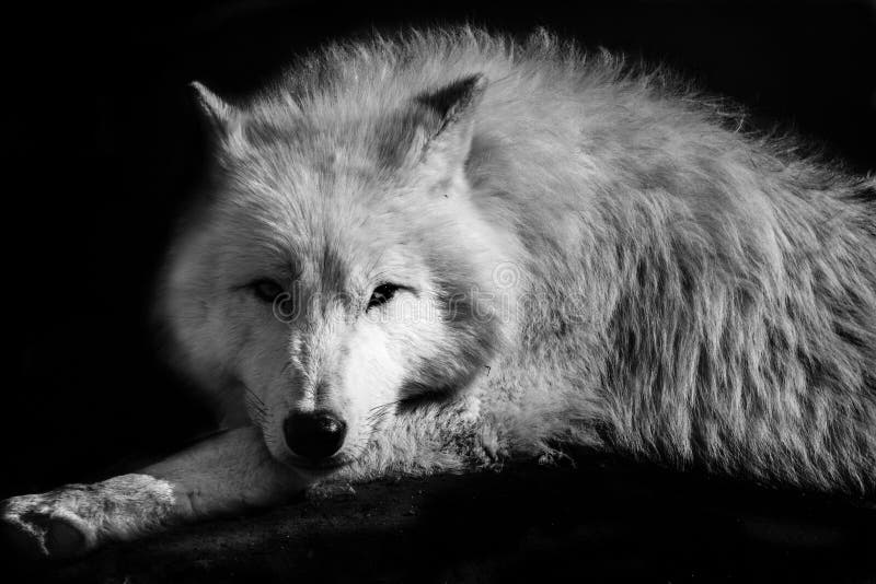 Black white wolf northern lying on the earth. Black white wolf northern lying on the earth.