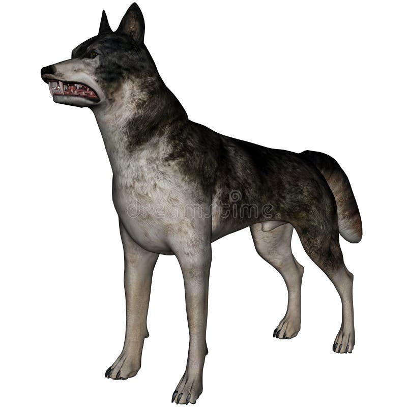 3D rendered wolf on white background isolated. 3D rendered wolf on white background isolated