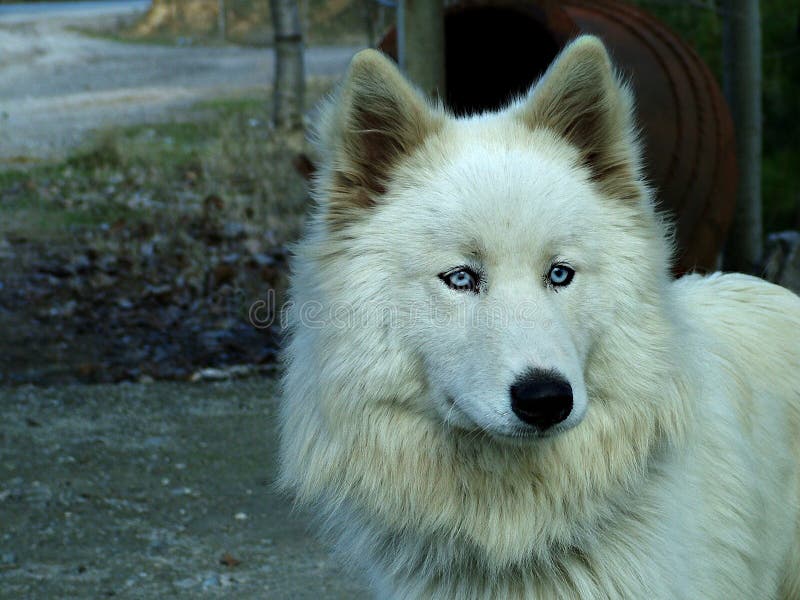 Lobo blanco foto de archivo Lobo blanco foto de archivo