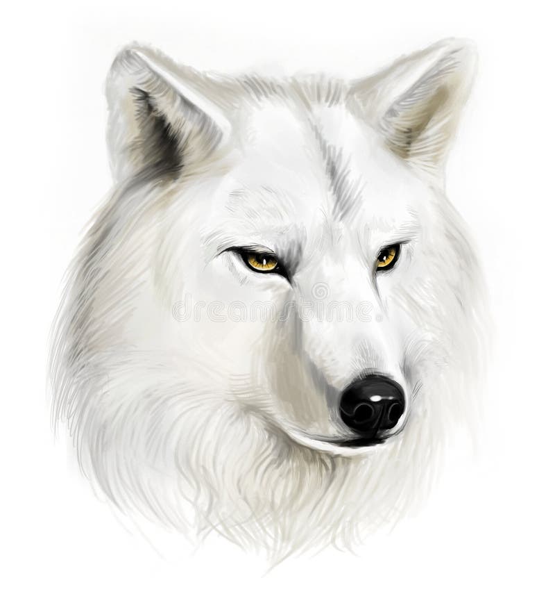 Lobo branco ilustração stock Lobo branco ilustração stock
