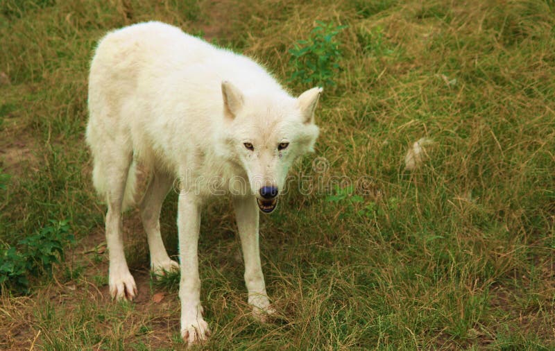 Lobo branco a olhar para a câmara fotografia de stock royalty free