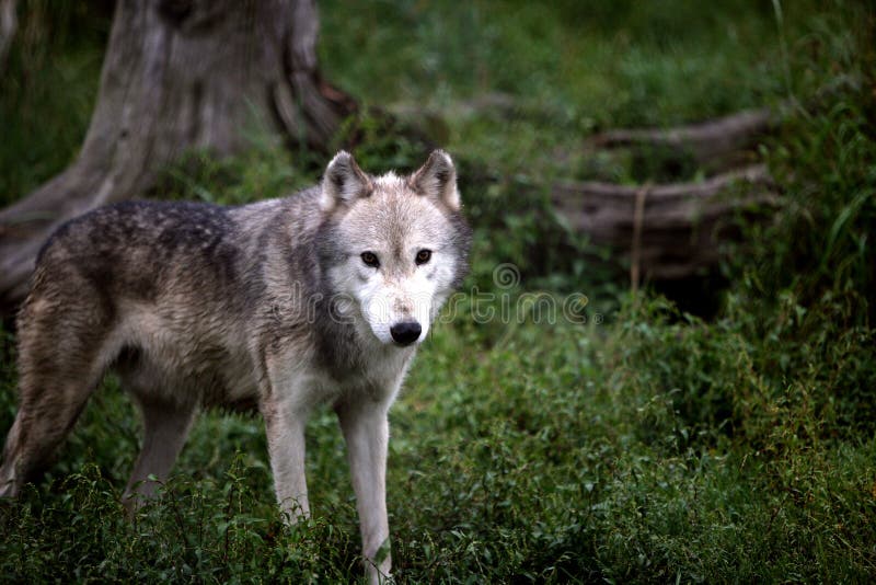Lobo cinzento que olha o em um campo fotos de stock royalty free