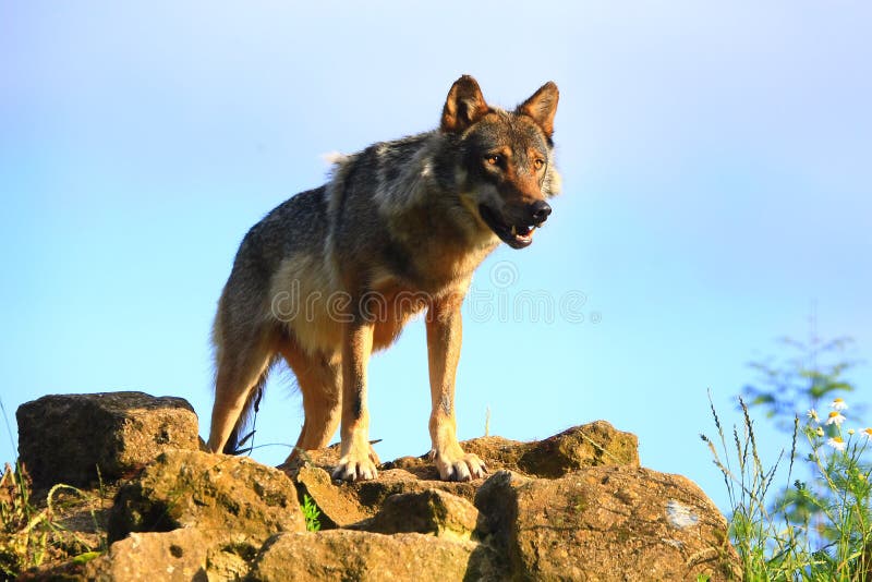 Lobo cinzento à procura de presa foto de stock royalty free