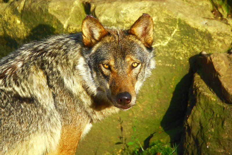 Lobo-cinzento à procura de presa imagens de stock