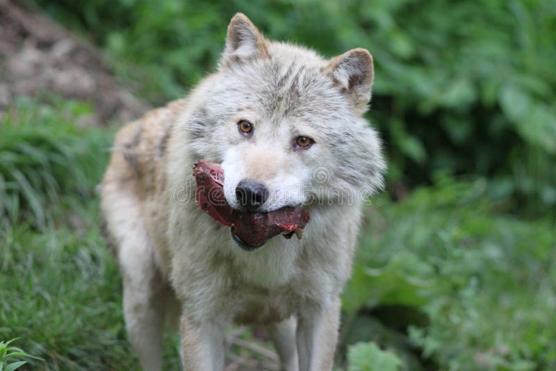 Lobo con la presa foto de archivo. Imagen de mirando - 14414780