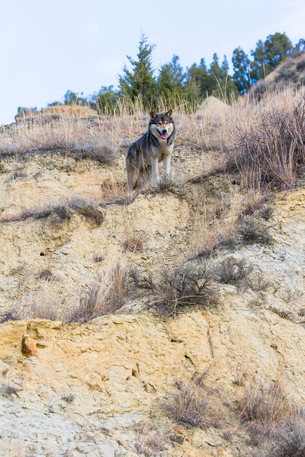 Lobo-cinzento a observar o desfiladeiro foto de stock