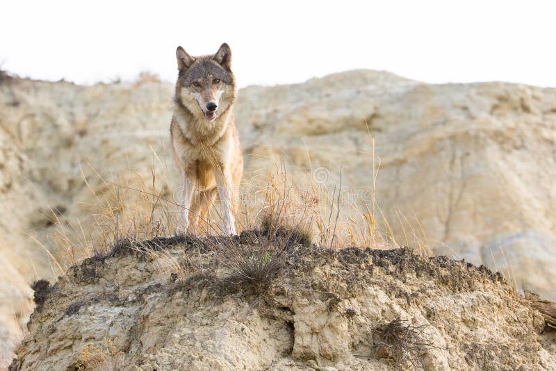 Lobo-cinzento a observar do cume imagem de stock