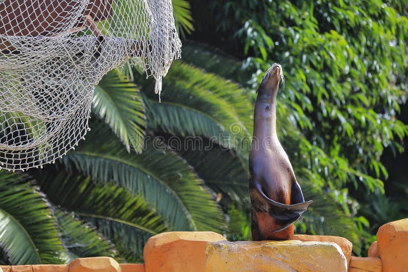 Lobo de mar 2 imagen de archivo. Imagen de vertebrado 48993927