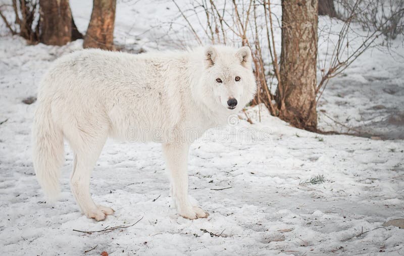 Adult full grown female artic wolf walking on packed snow. Adult full grown female artic wolf walking on packed snow