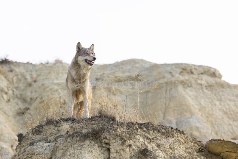 Lobo fêmea que olha sobre o terreno imagens de stock royalty free