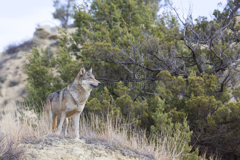 Loba fêmea a observar a paisagem imagem de stock royalty free