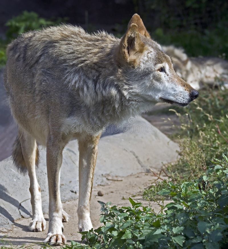 Grey wolf. Latin name - Canis lupus. Grey wolf. Latin name - Canis lupus