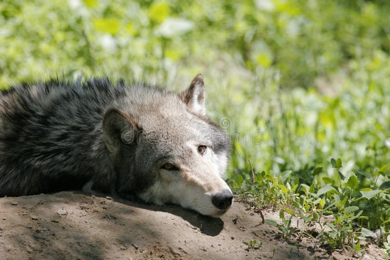 Lobo gris fotografía de archivo libre de regalías Lobo gris fotografía de archivo libre de regalías