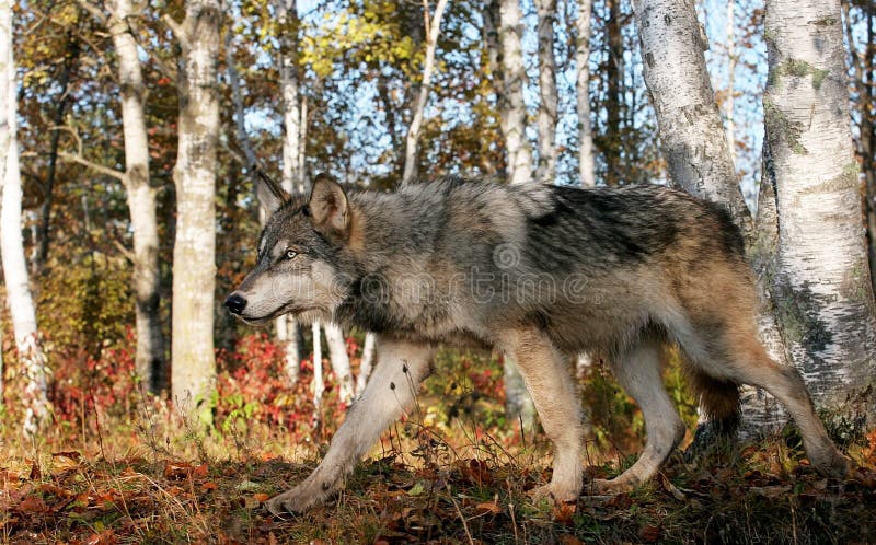 Lobo gris en el ajuste del otoño