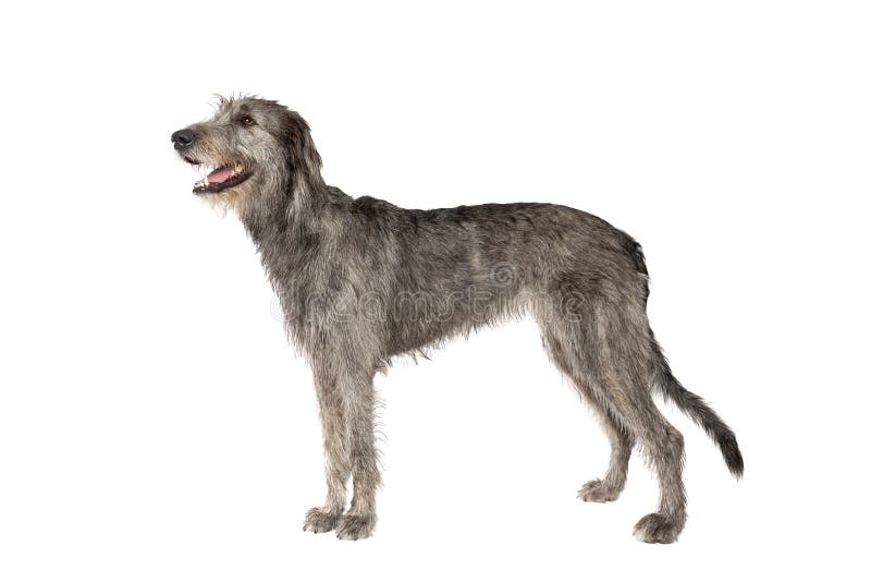 Irish wolfhound in front of a white background. Irish wolfhound in front of a white background