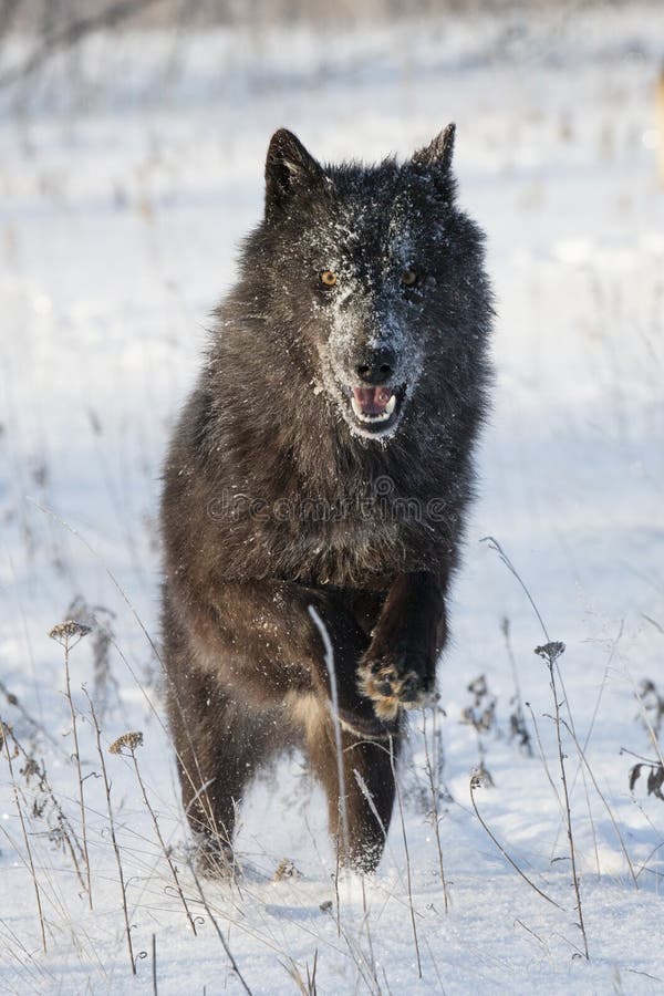 Lobo negro con los ojos brillantes fotos de archivo libres de regalías Lobo negro con los ojos brillantes fotos de archivo libres de regalías
