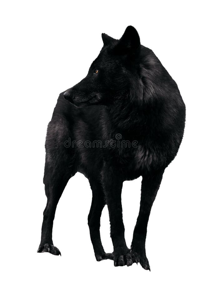 Lobo preto que olha isolado para trás no branco imagem de stock