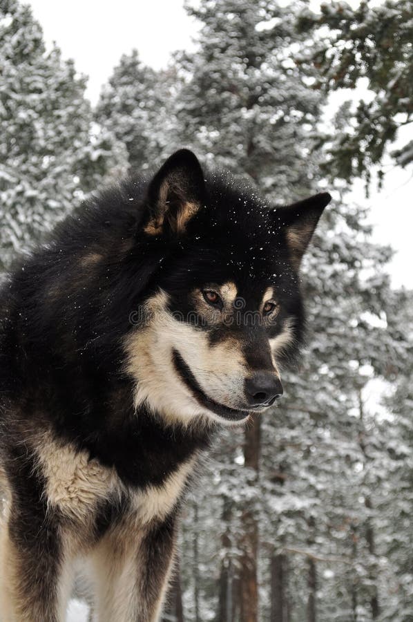 Lobo a olhar para baixo numa floresta nevada foto de stock
