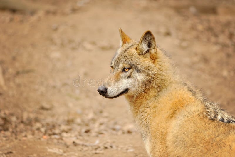 Lobo que olha à esquerda foto de stock