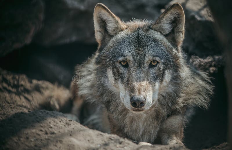 Lobo solitario foto de archivo Lobo solitario foto de archivo