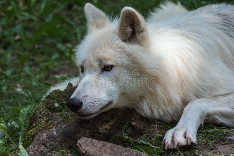 Lobo ártico a observar atentamente foto de stock royalty free