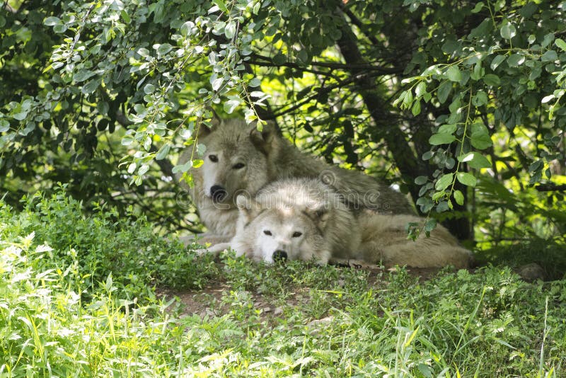 Lobos foto de stock royalty free Lobos foto de stock royalty free