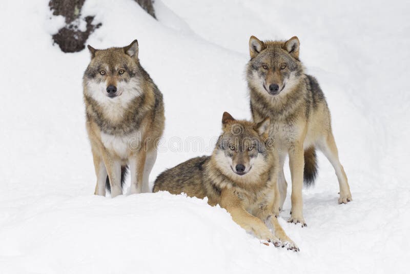 Lobos cinzentos no inverno foto de stock royalty free Lobos cinzentos no inverno foto de stock royalty free