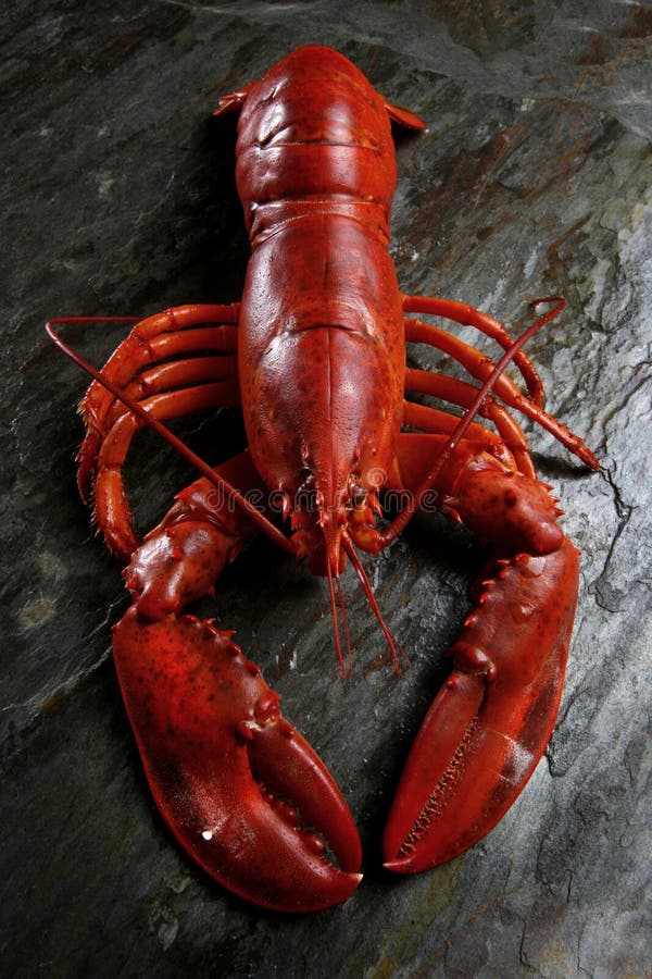 A delicious big boiled lobster