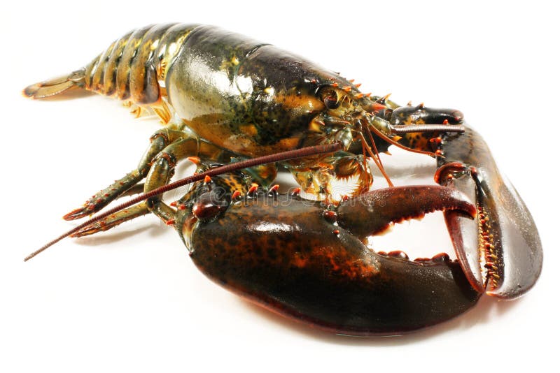 Lobster stock photo