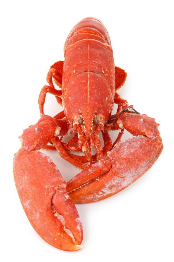 Lobster