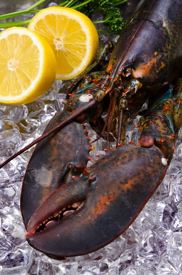 Lobster on Ice in a Grocery Store Stock Photo Image of seafood, meat